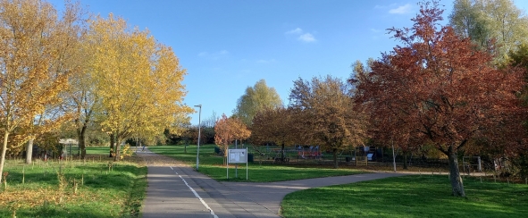 Decorative image. Trees in park.