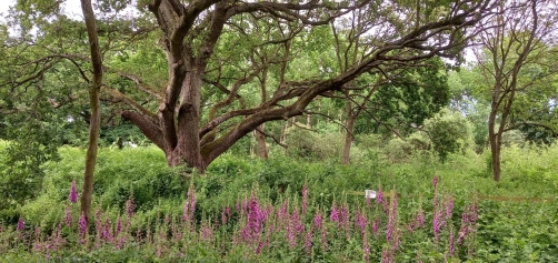 Decorative image. Tree with flowers. 